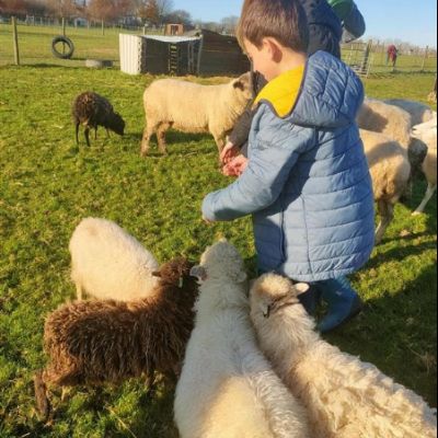 Alpaca intervention
